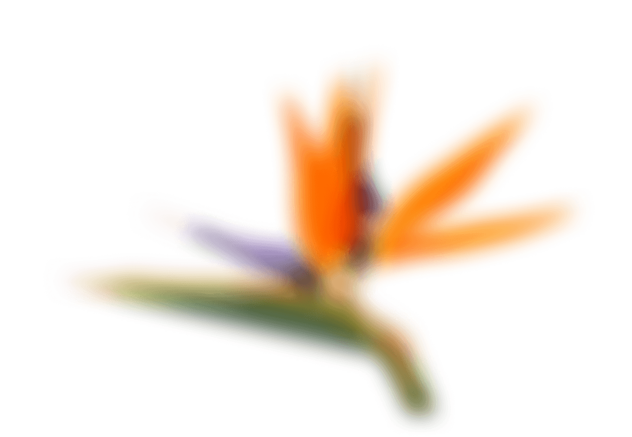 flower-5259055_1280 1.png